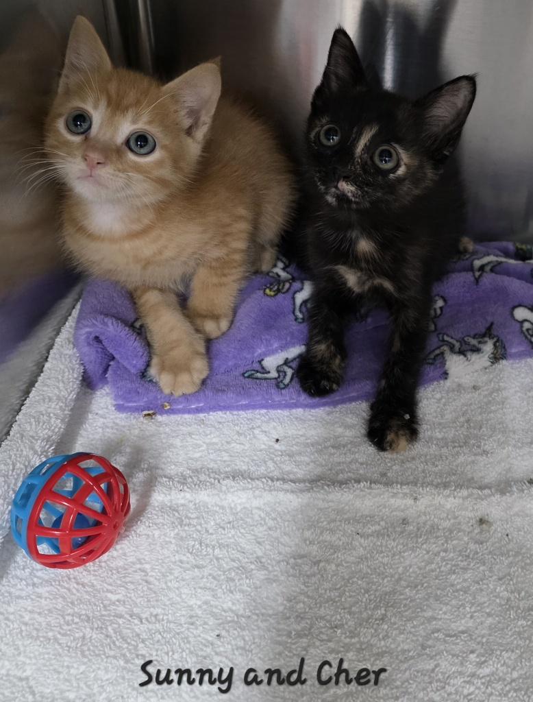 Enlarge Sunny and Cher, an adopted Domestic Short Hair in Key Largo, FL image 4/5