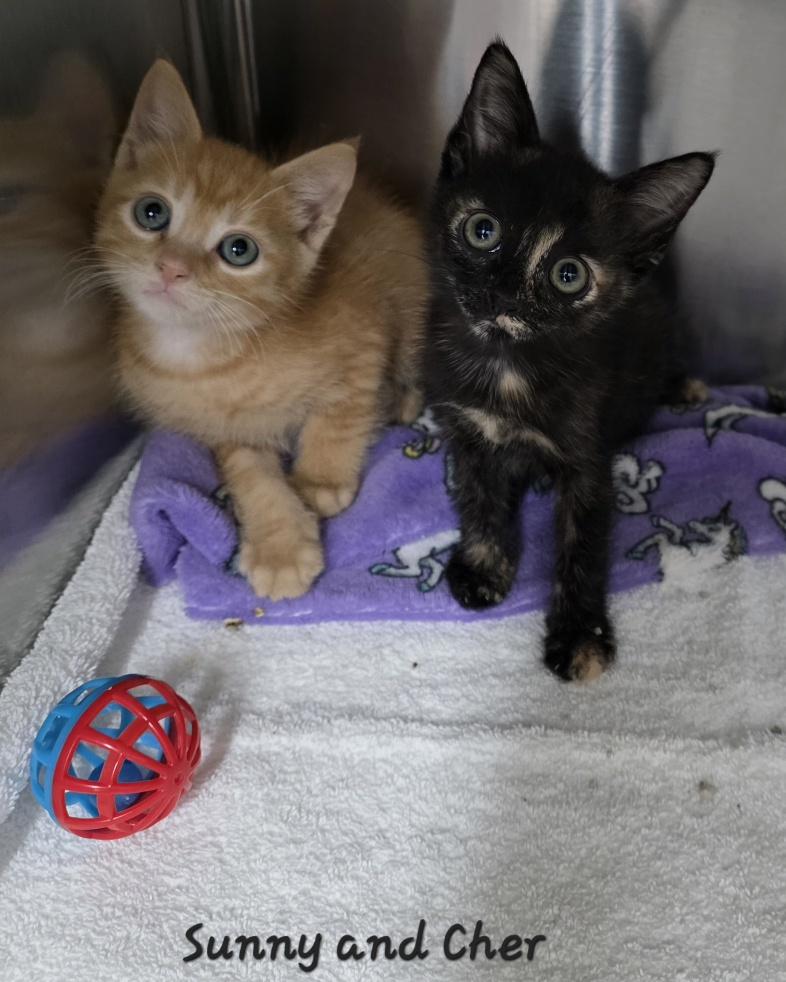 Sunny and Cher, adopted, Kitten Male Domestic Short Hair.