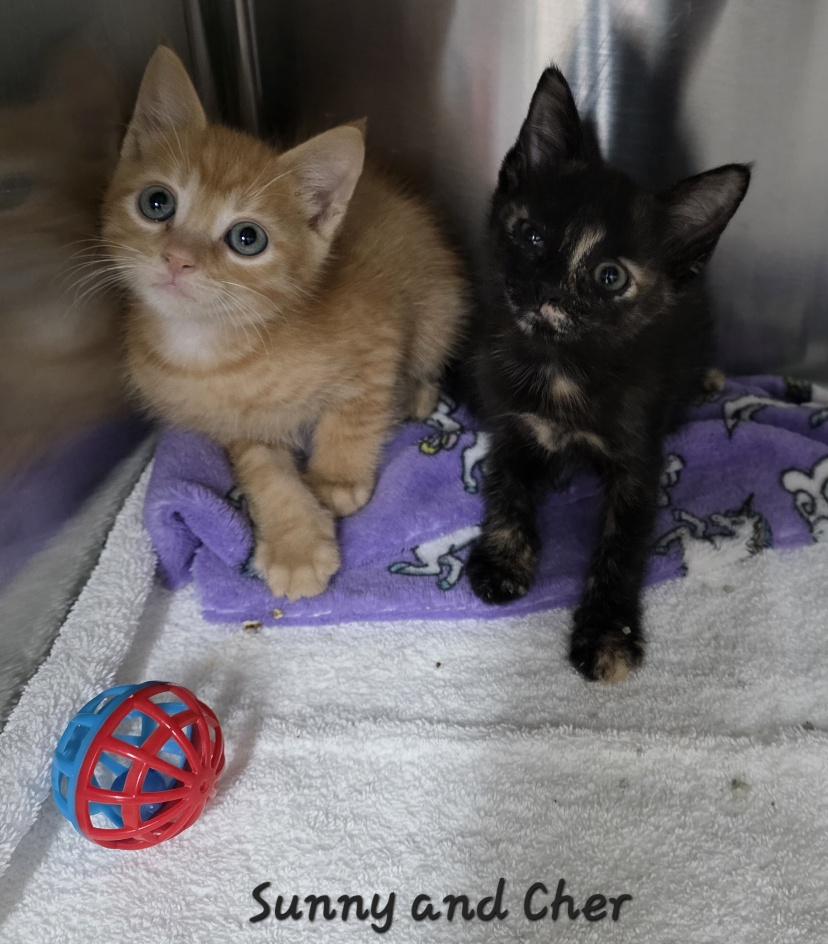 Enlarge Sunny and Cher, an adopted Domestic Short Hair in Key Largo, FL image 3/5