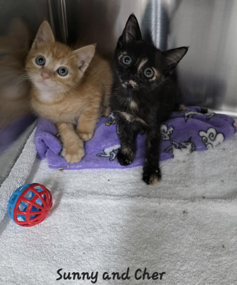 Enlarge Sunny and Cher, an adopted Domestic Short Hair in Key Largo, FL image 2/5