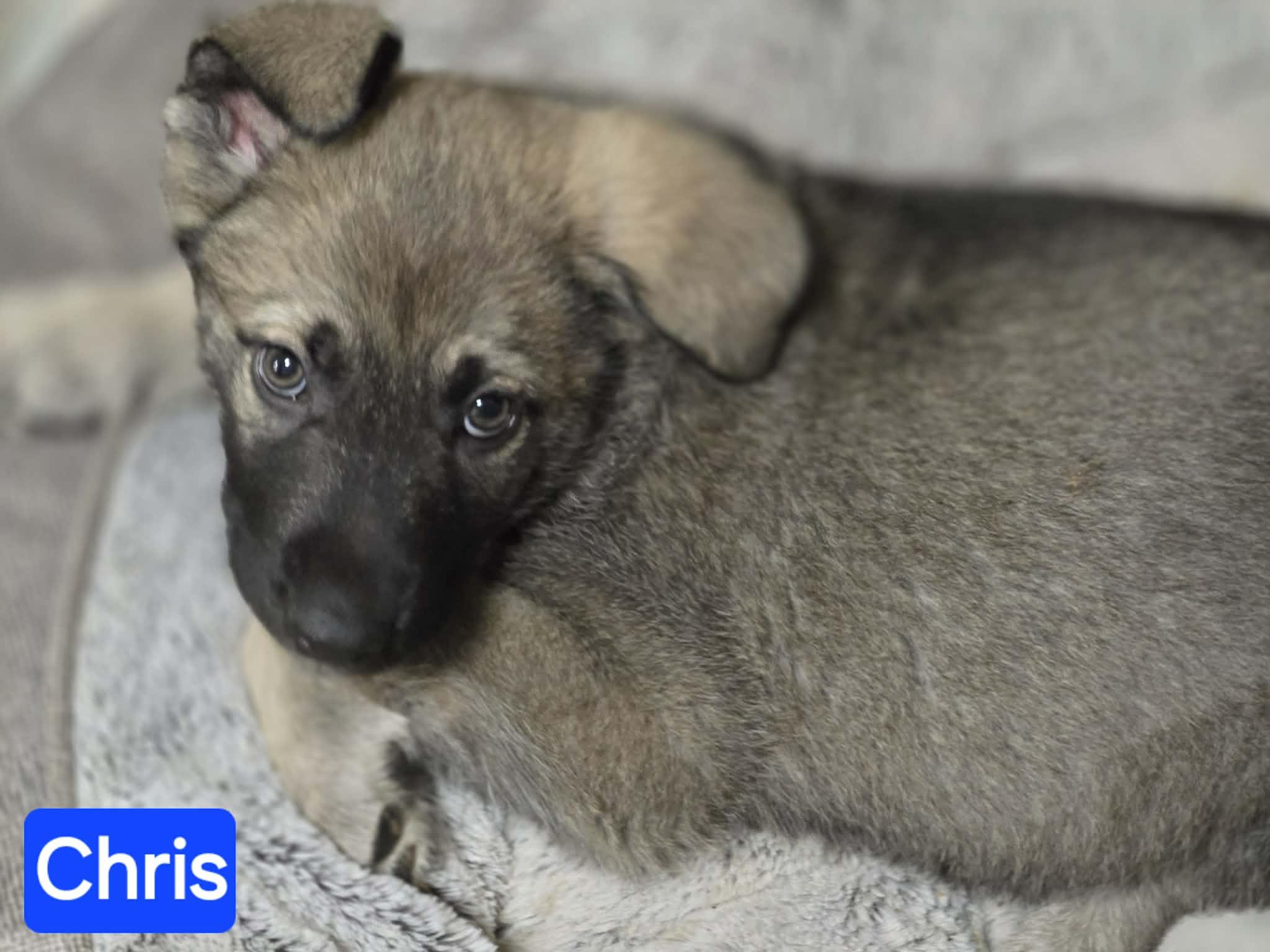 Enlarge Chris (PUPPY), an adopted mixed breed in Greeneville, TN image 2/4
