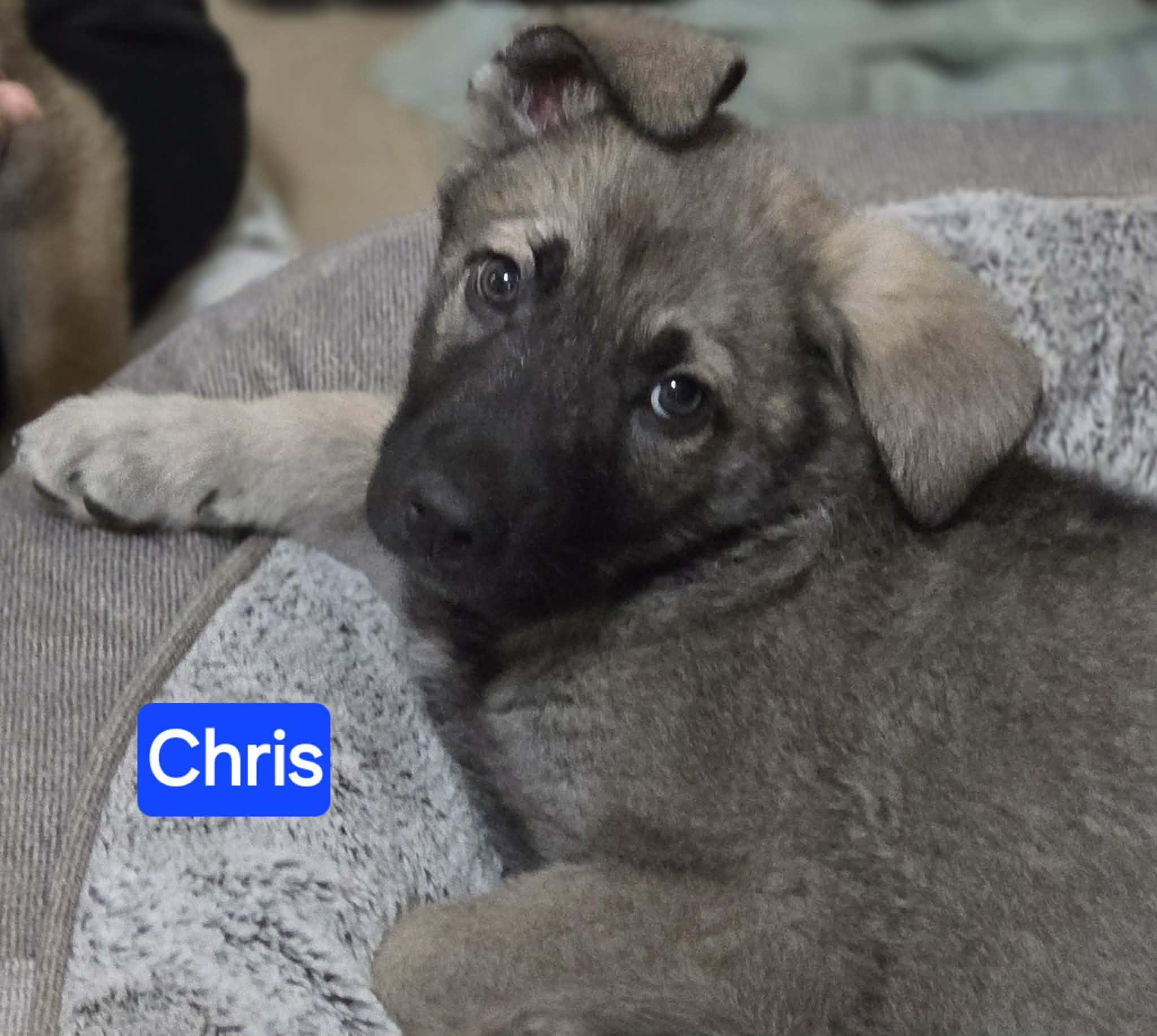 Chris (PUPPY), adopted, Puppy Male German Shepherd Dog.