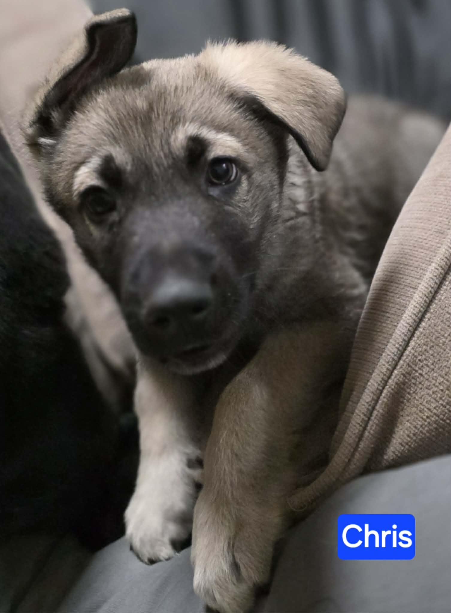 Enlarge Chris (PUPPY), an adopted mixed breed in Greeneville, TN image 3/4