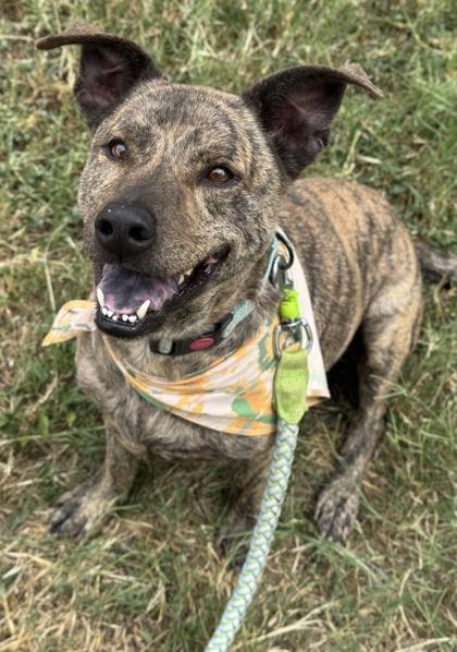 Rowdy — thumbnail 3