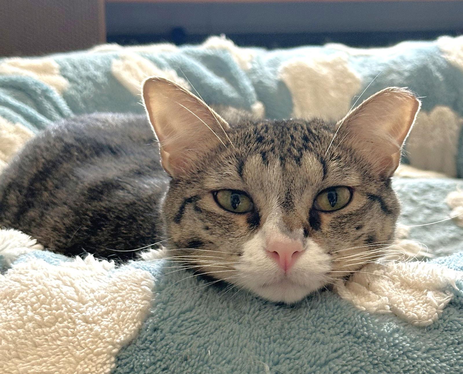 Garlic, Adoptable, Adult Male Domestic Short Hair.