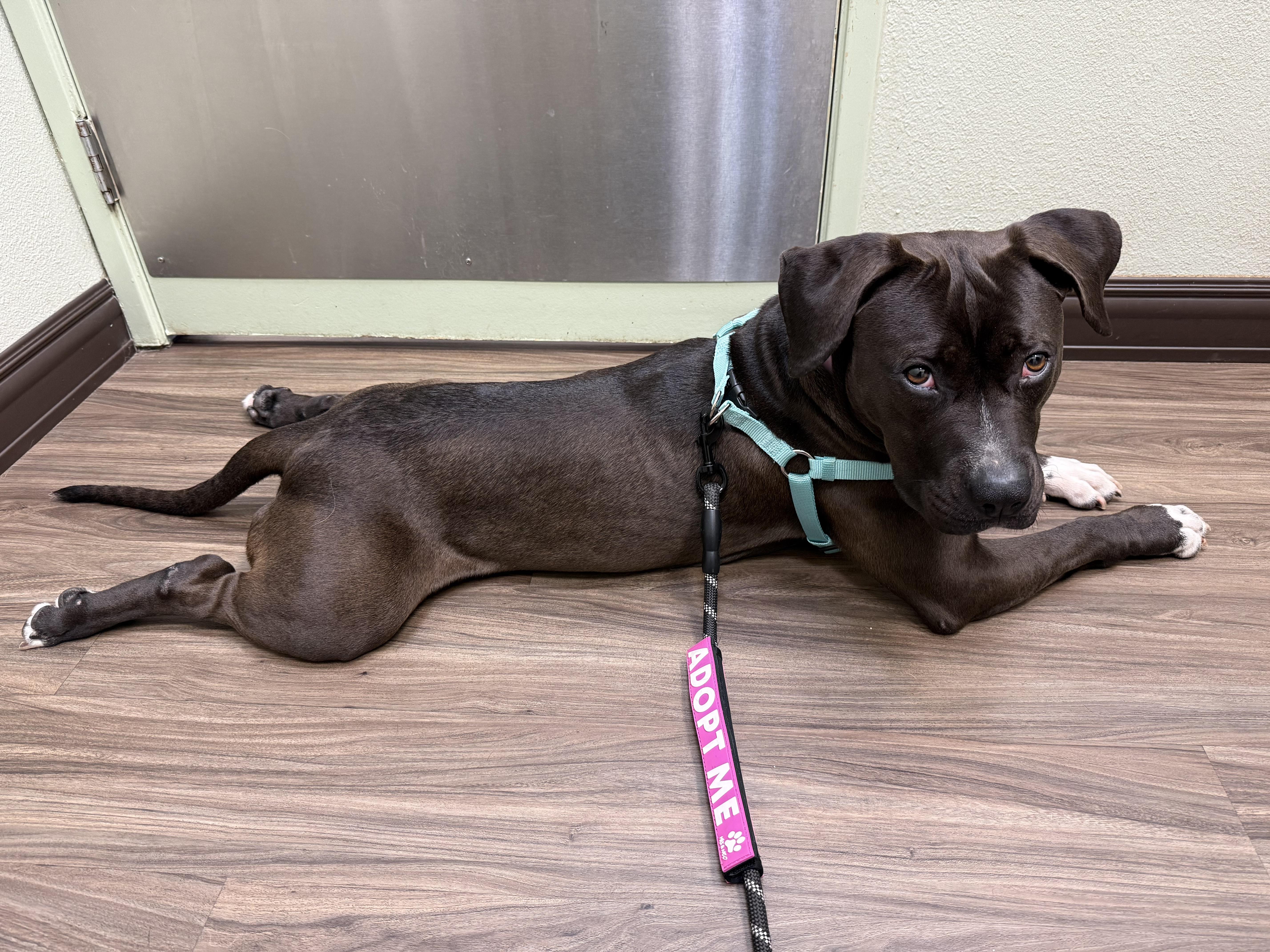 Enlarge Cindy, a Adoptable mixed breed in Port Angeles, WA image 5/6