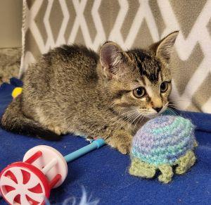 Enlarge Vader, a ADOPTABLE Domestic Short Hair in Bucyrus, OH image 1/3