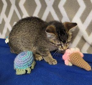 Enlarge Vader, a ADOPTABLE Domestic Short Hair in Bucyrus, OH image 3/3
