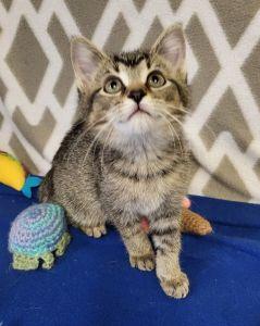 Enlarge Vader, a ADOPTABLE Domestic Short Hair in Bucyrus, OH image 2/3
