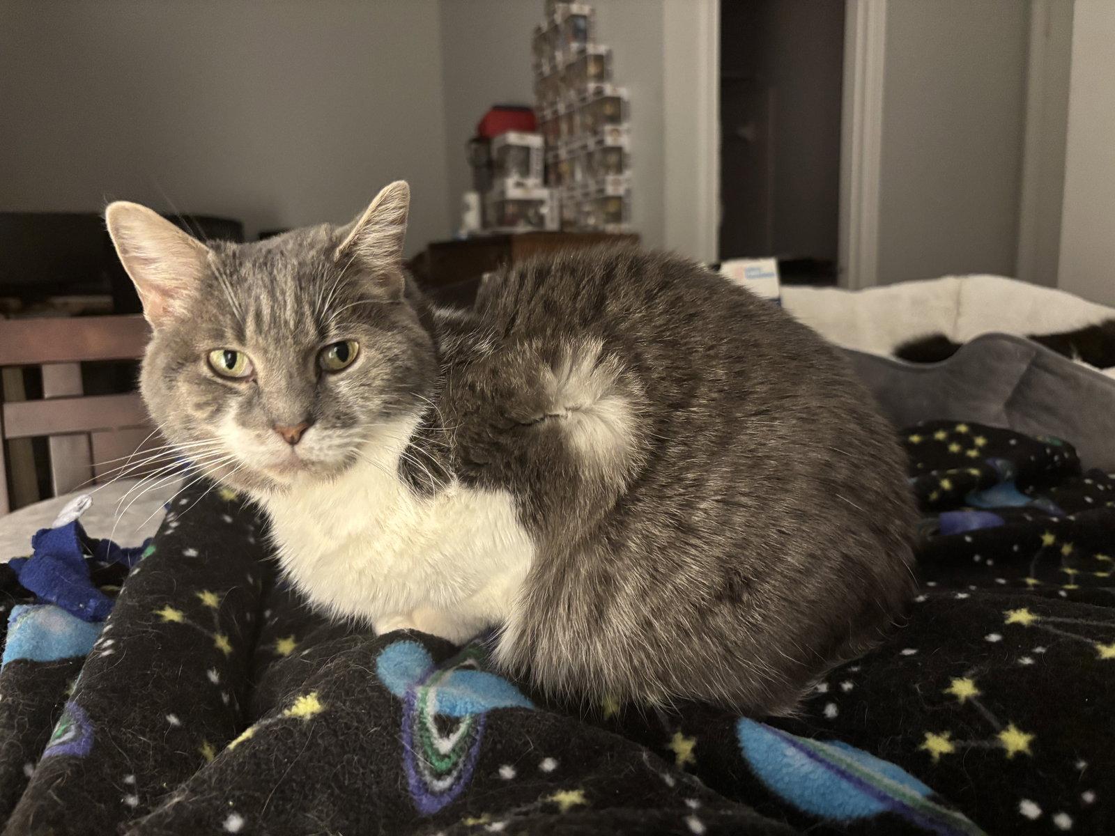 Gideon (& Firefly) bonded, Adoptable, Adult Male Domestic Medium Hair.