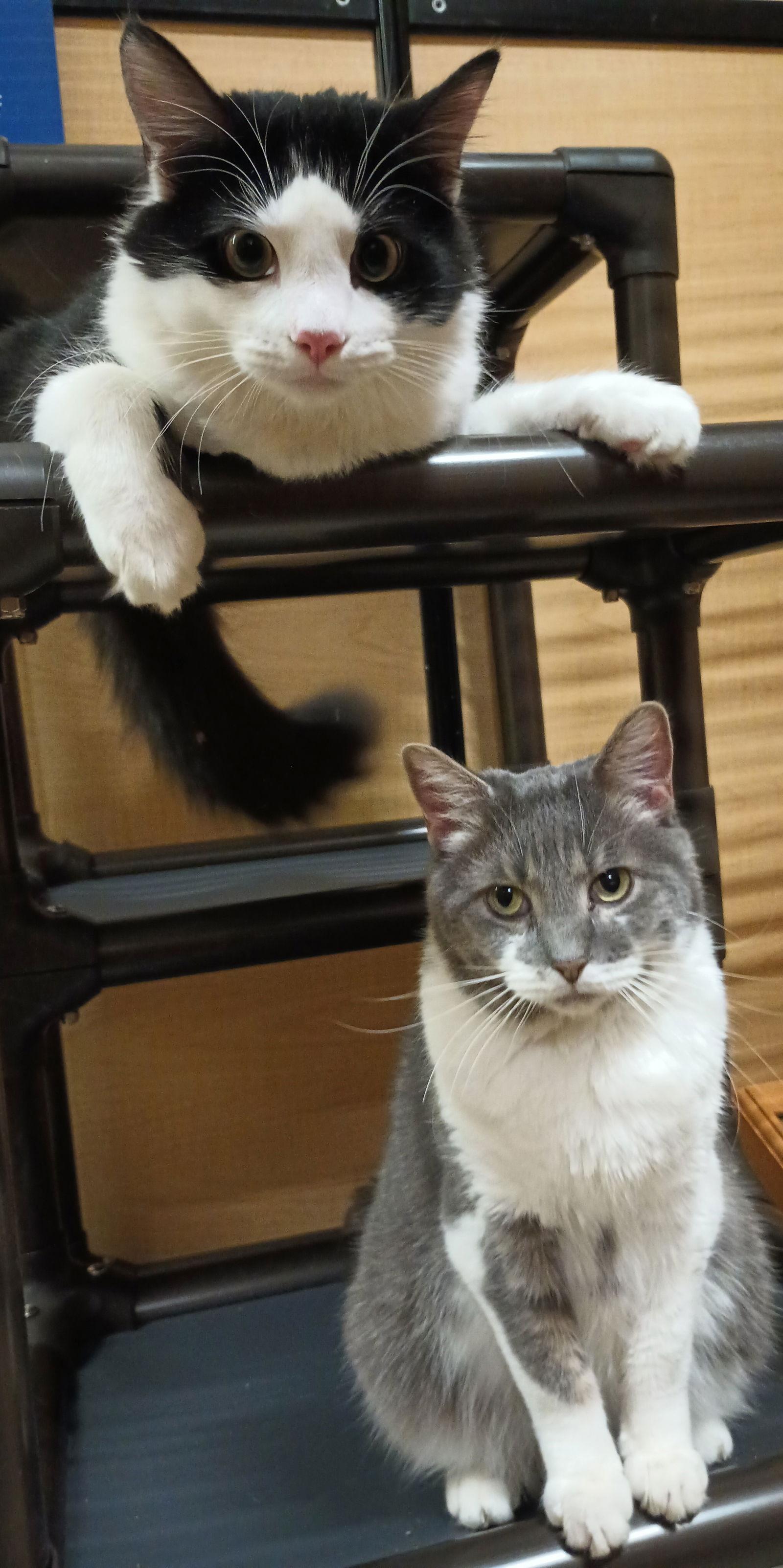 Gideonbonded thumbnail 2