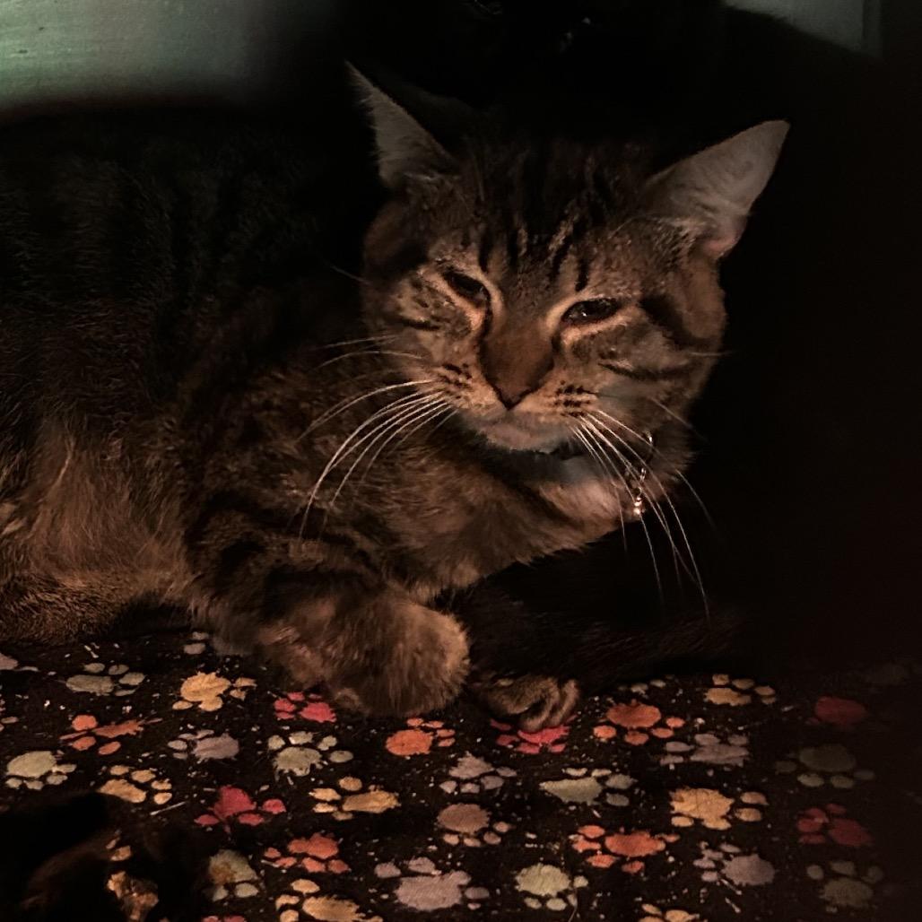 Enlarge Kavita, a Adoptable mixed breed in Veneta, OR image 1/1