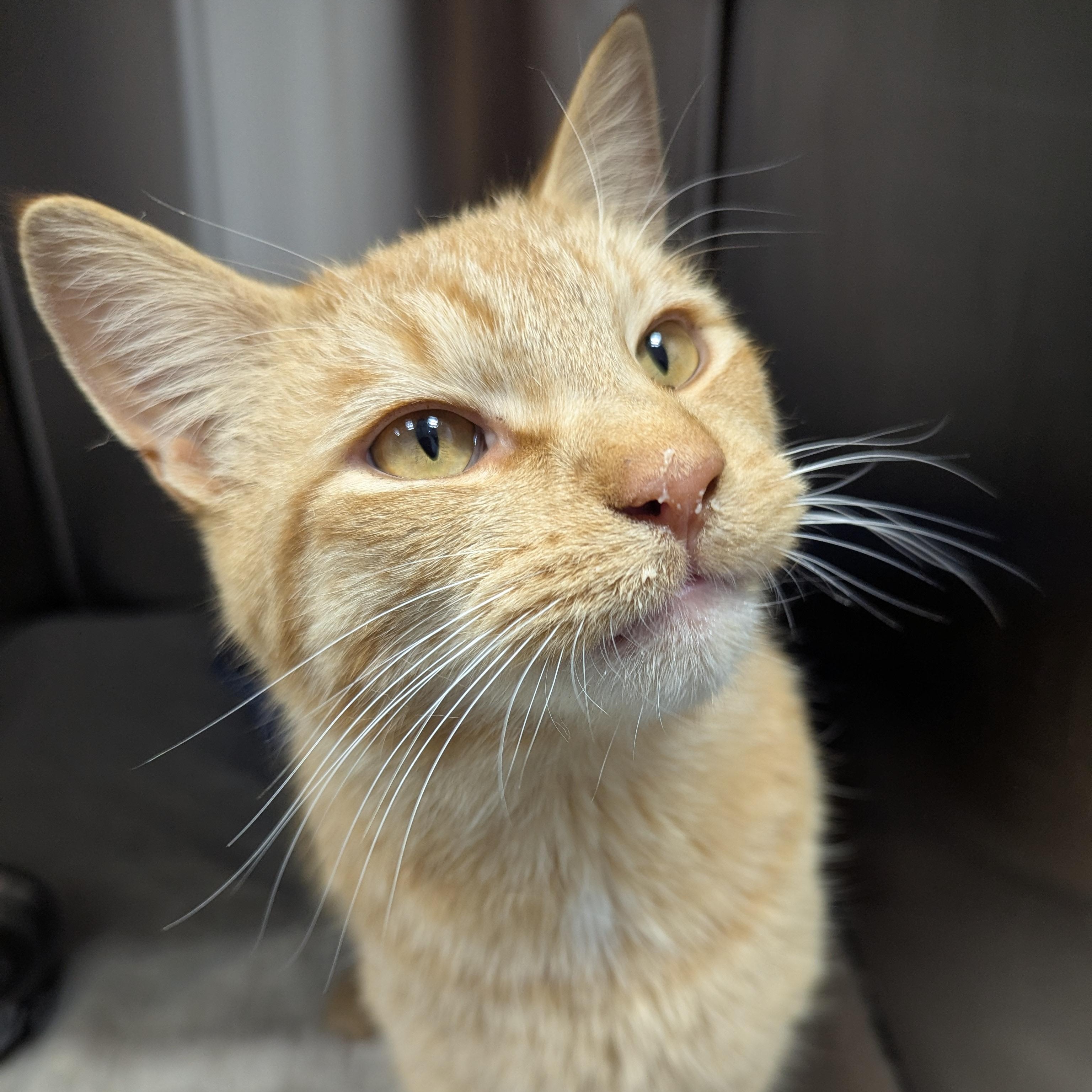 Pumpkin Spice, Adoptable, Adult Male Domestic Short Hair.