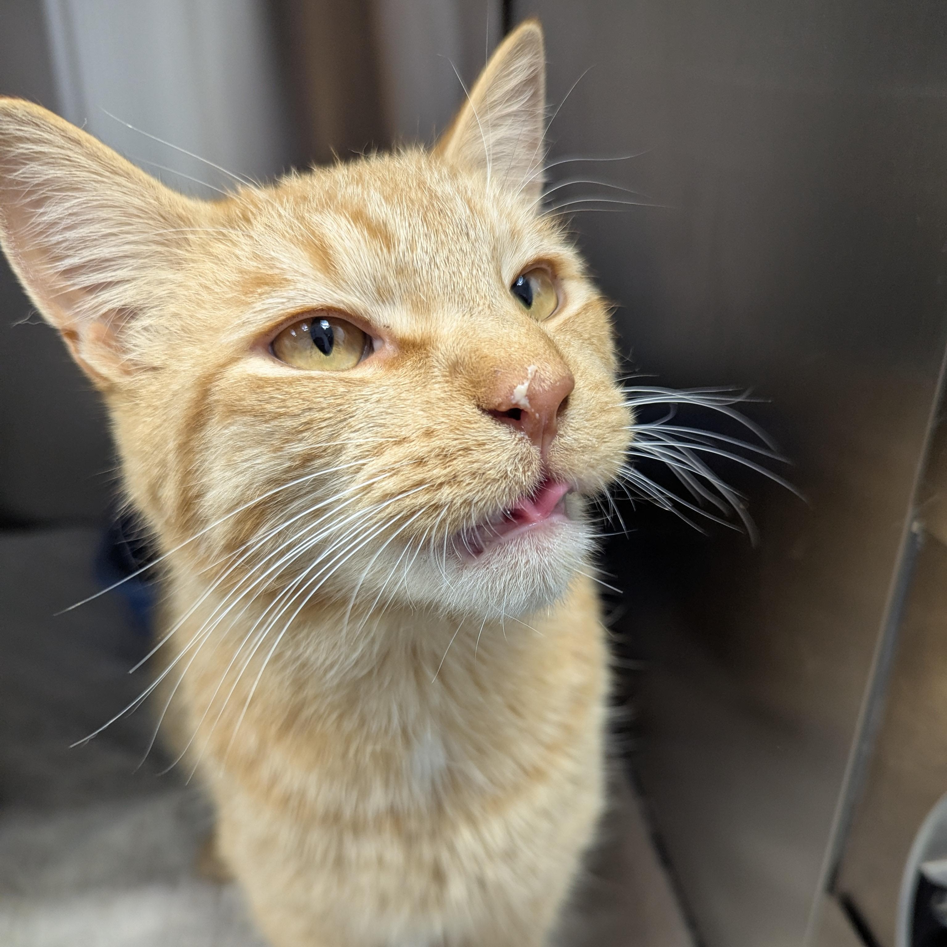 Pumpkin Spice, a Adoptable mixed breed in Dickinson, ND image 2/4