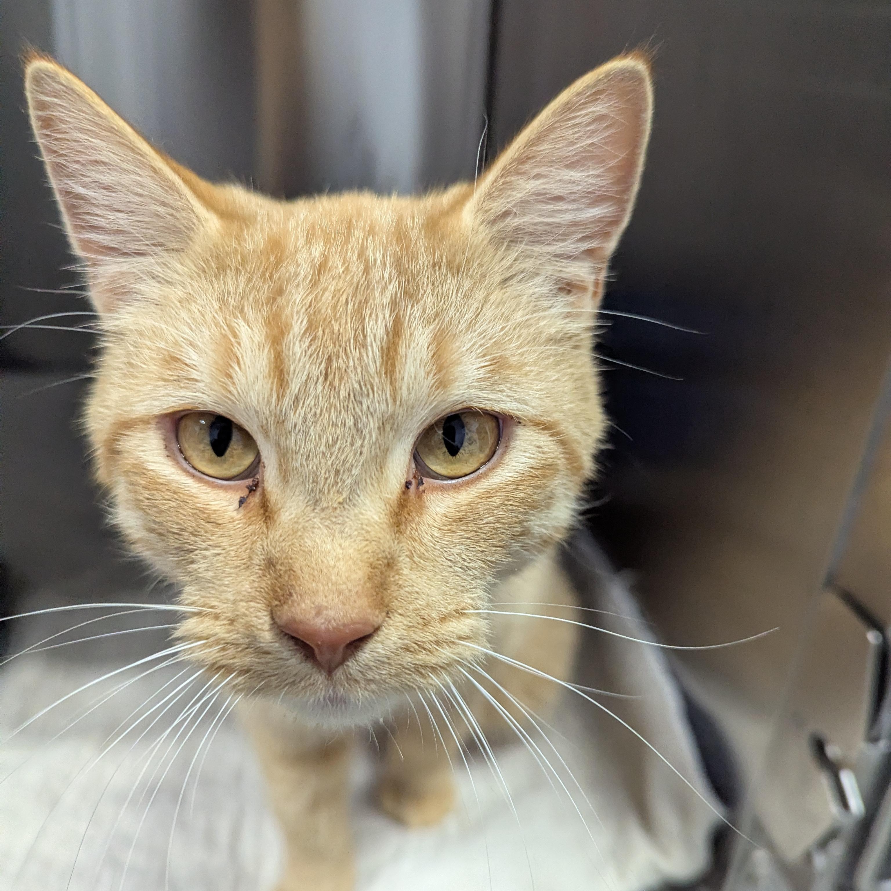 Pumpkin Spice, a Adoptable mixed breed in Dickinson, ND image 3/4