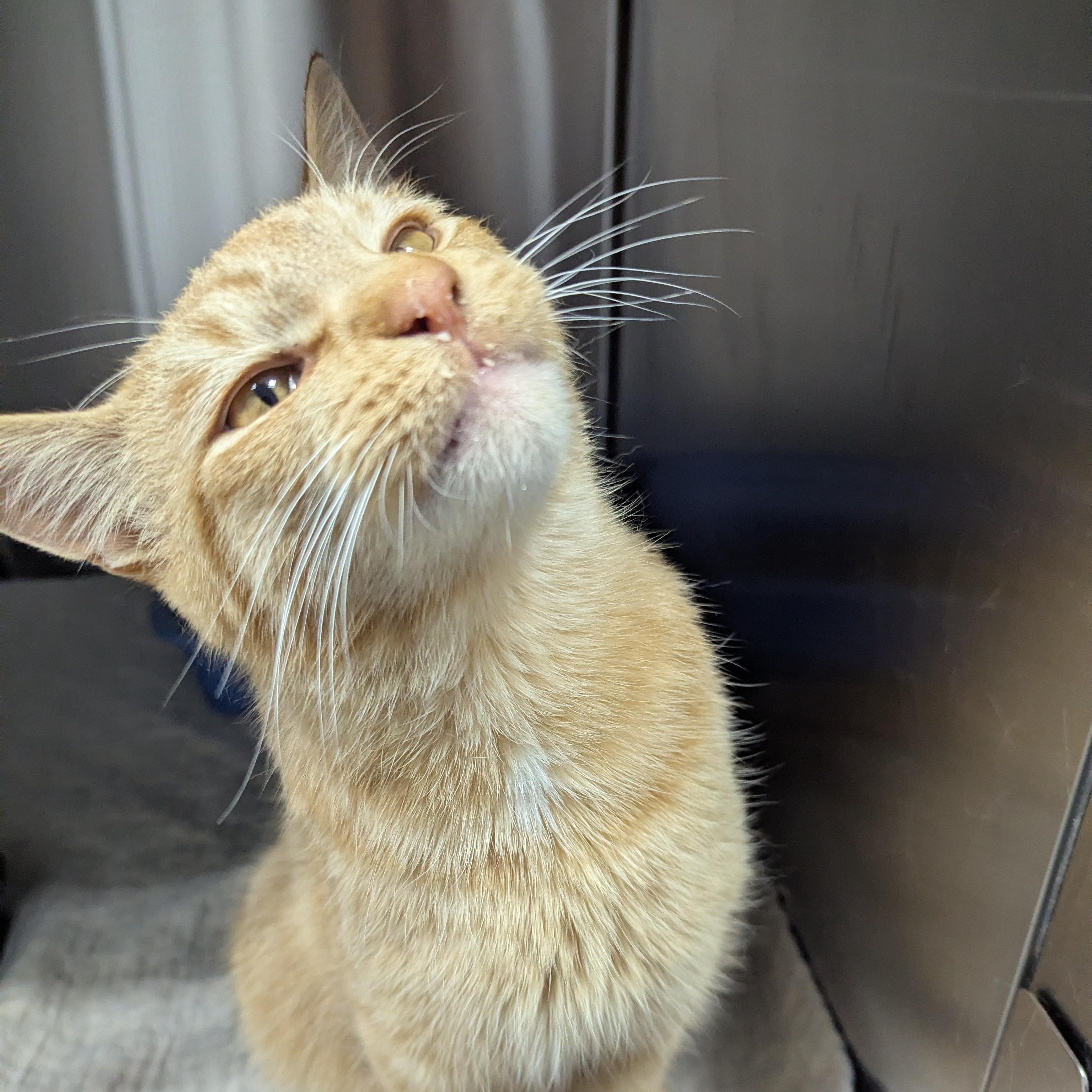 Pumpkin Spice, a Adoptable mixed breed in Dickinson, ND image 4/4