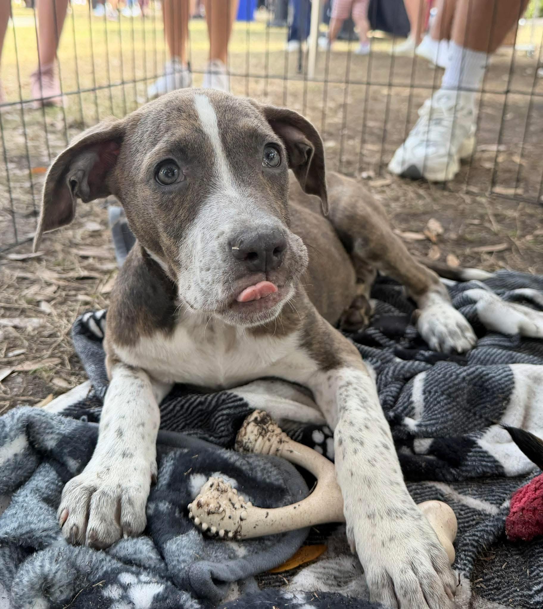 Lilla, adopted, Puppy Female Pit Bull Terrier & Mastiff.