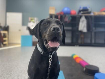 Sanford, a ADOPTABLE mixed breed in Dubuque, IA image 2/4