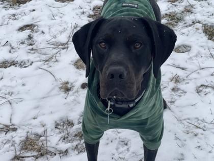 Sanford, a ADOPTABLE mixed breed in Dubuque, IA image 3/4