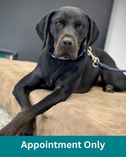 Sanford, ADOPTABLE, Adult Male Mixed Breed.