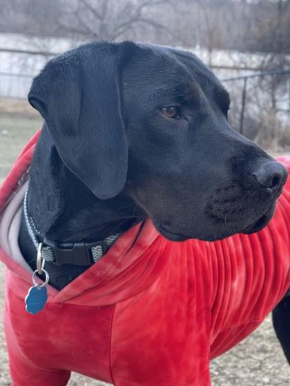 Sanford, a ADOPTABLE mixed breed in Dubuque, IA image 4/4