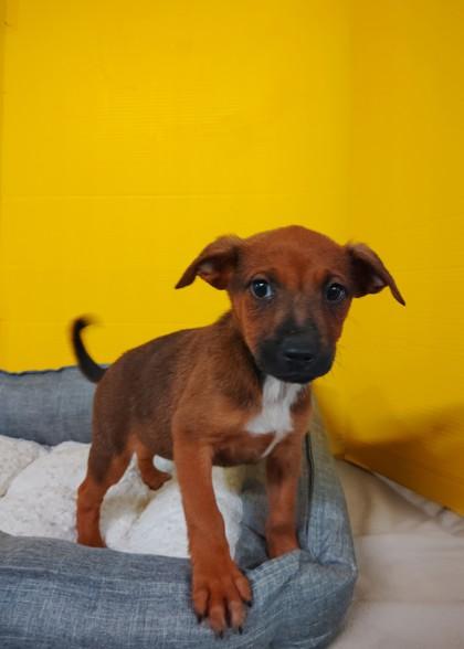 Toffee, Adoptable, Puppy Male Mixed Breed & Mixed Breed.