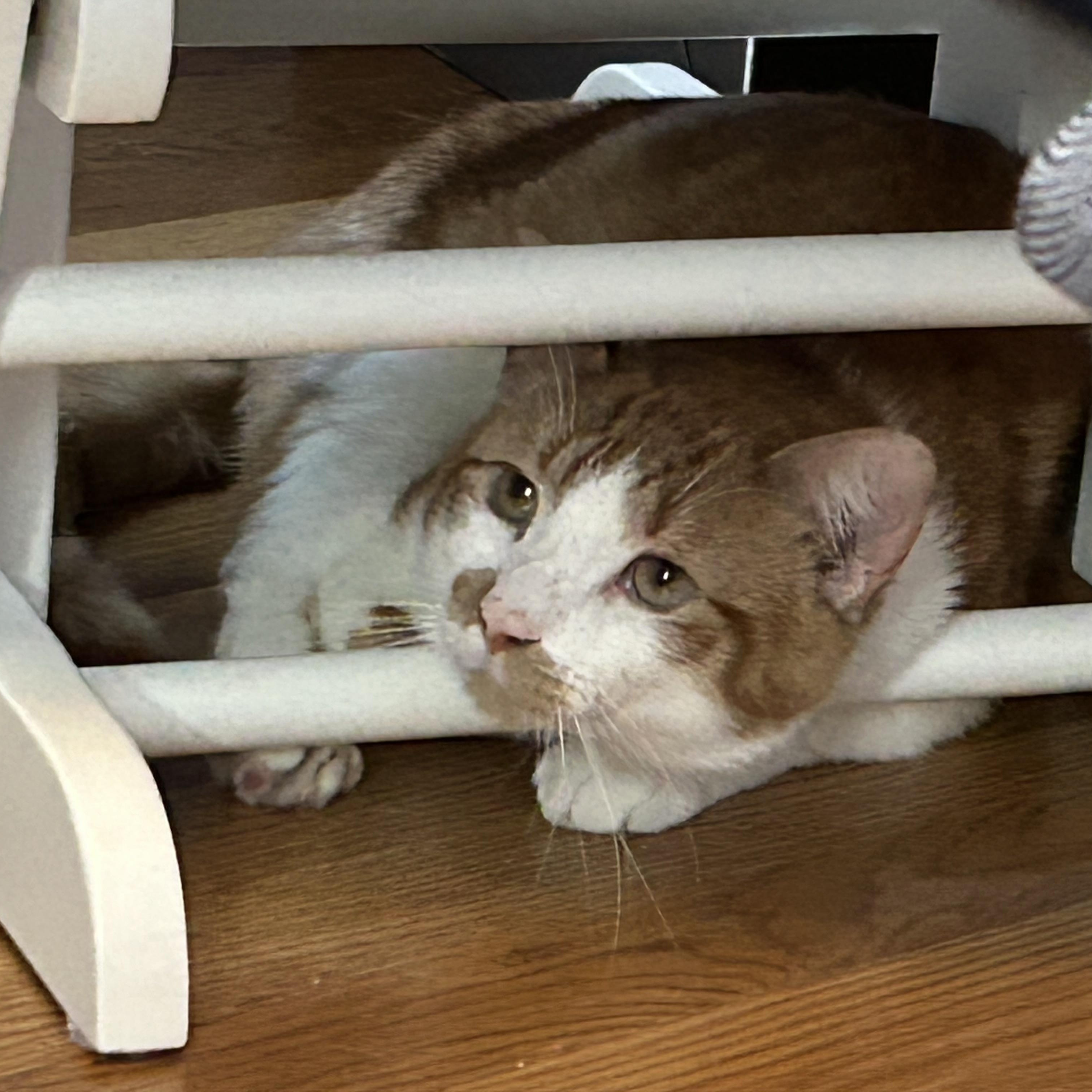 Enlarge Patrick, a Adoptable Domestic Short Hair in Boston, MA image 4/6