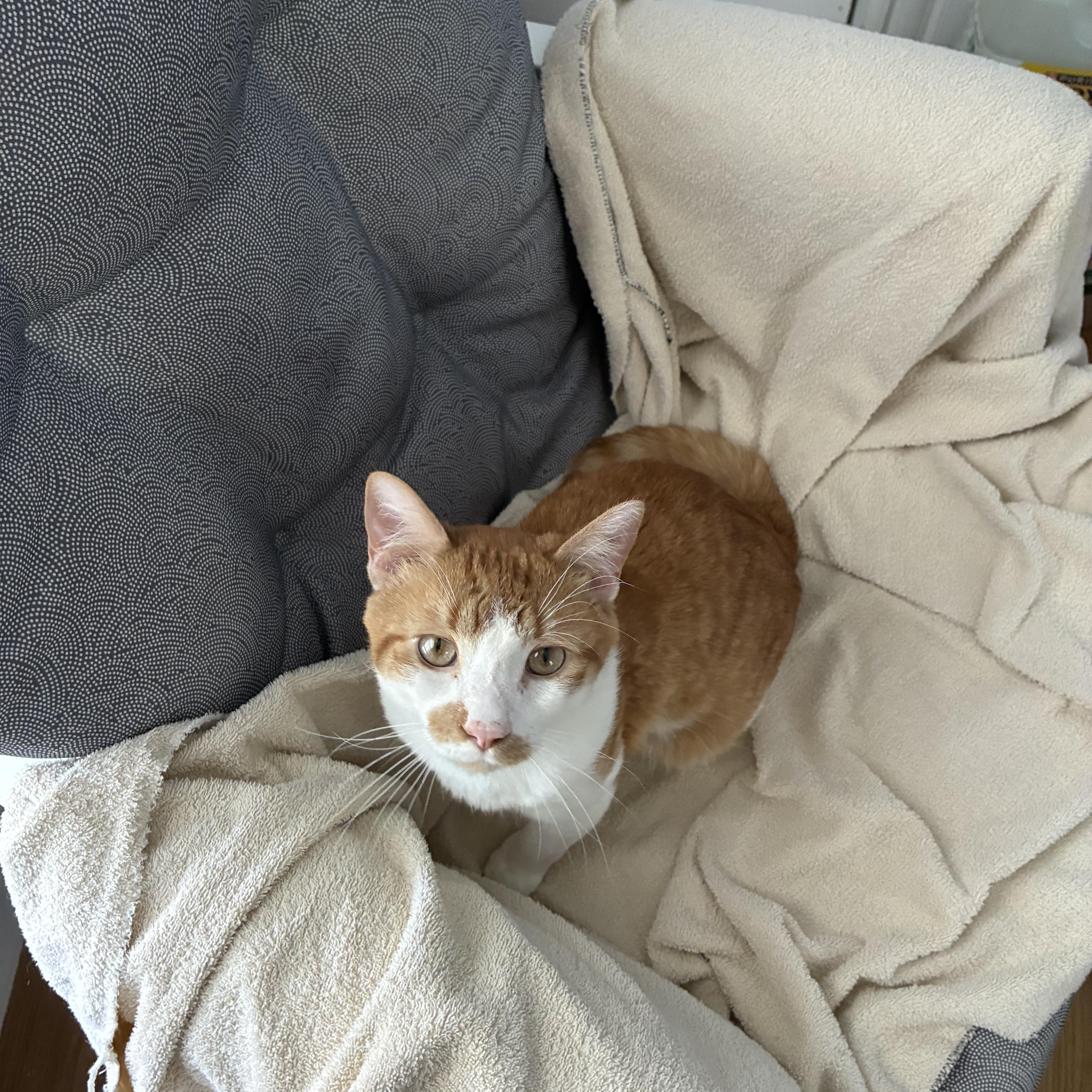 Enlarge Patrick, a Adoptable Domestic Short Hair in Boston, MA image 2/6
