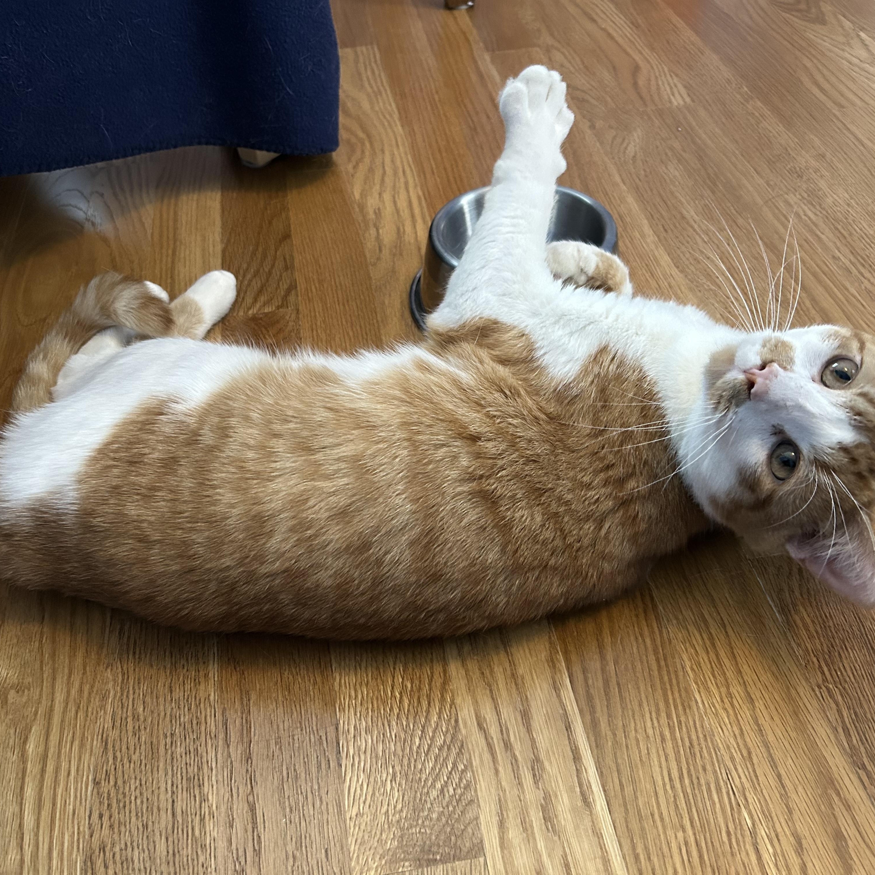 Patrick, Adoptable, Young Male Domestic Short Hair.
