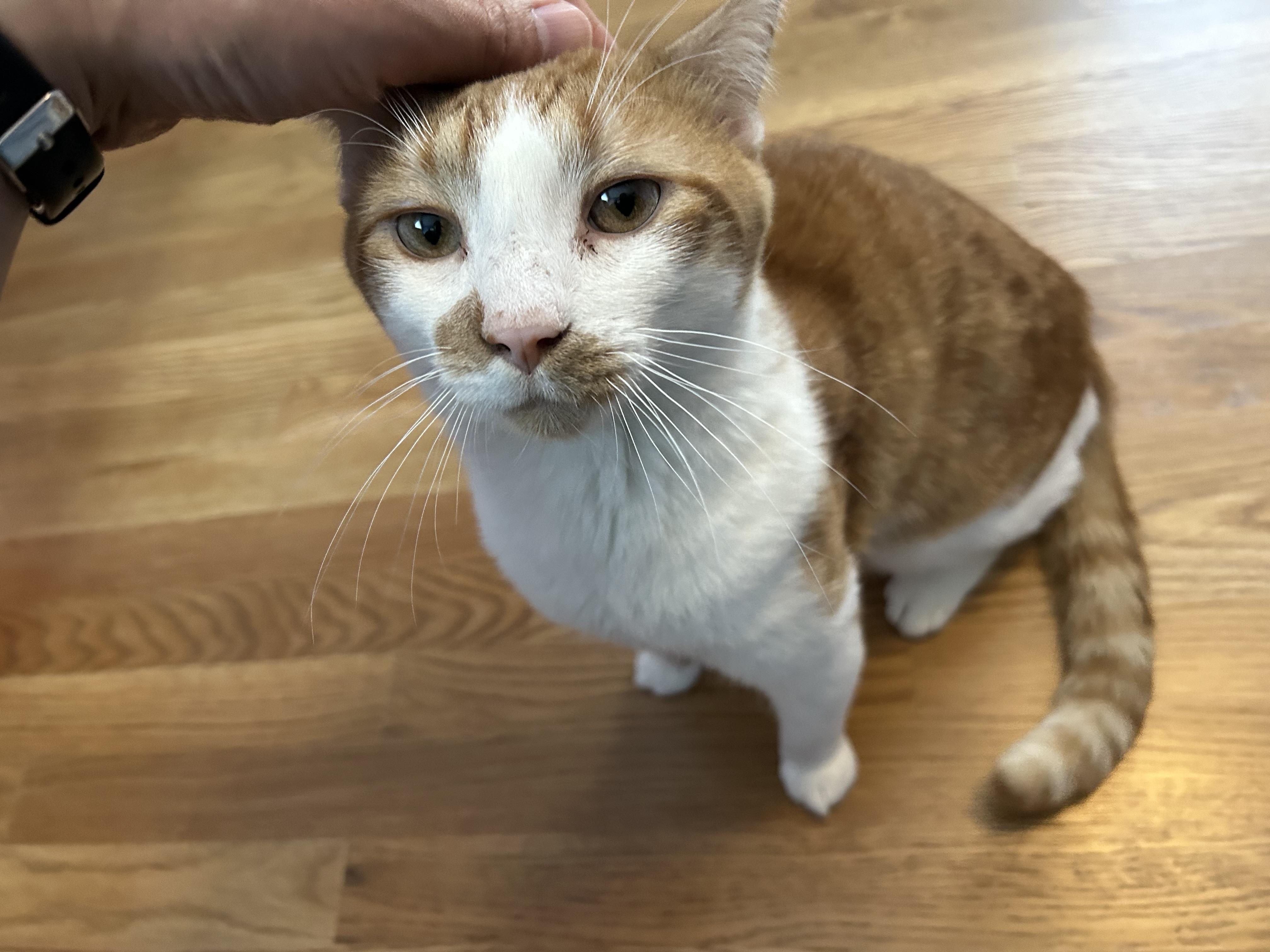 Enlarge Patrick, a Adoptable Domestic Short Hair in Boston, MA image 3/6