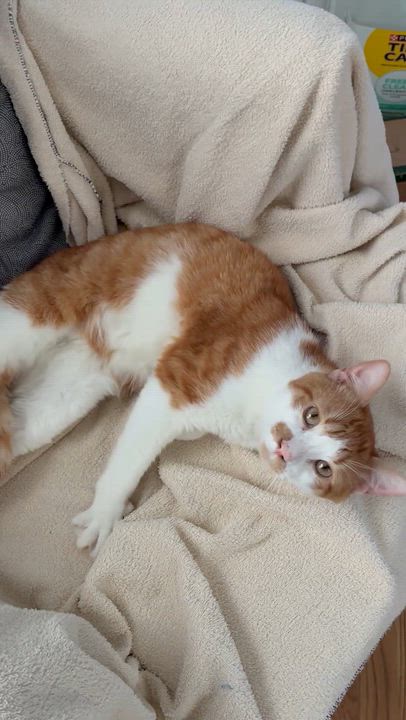 Enlarge Patrick, a Adoptable Domestic Short Hair in Boston, MA video 5/6
