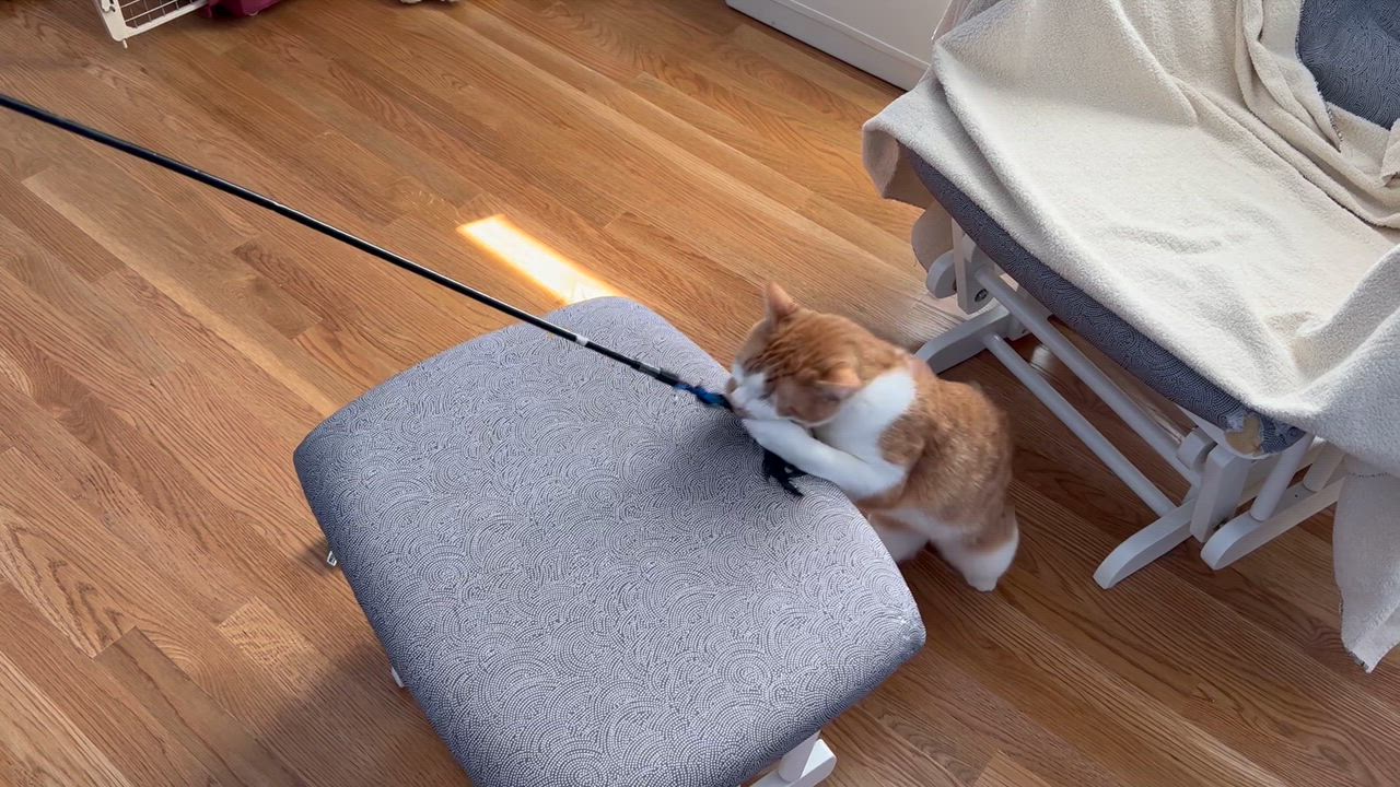 Enlarge Patrick, a Adoptable Domestic Short Hair in Boston, MA video 6/6