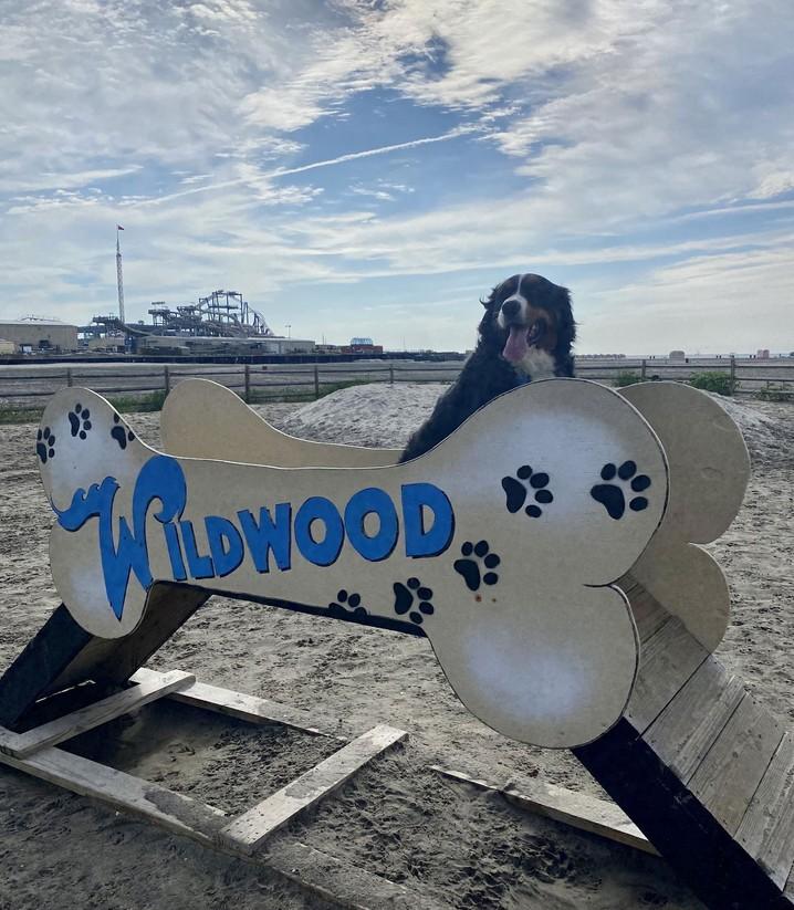 Enlarge Sadie, an adopted Bernese Mountain Dog in Landenberg, PA image 5/5