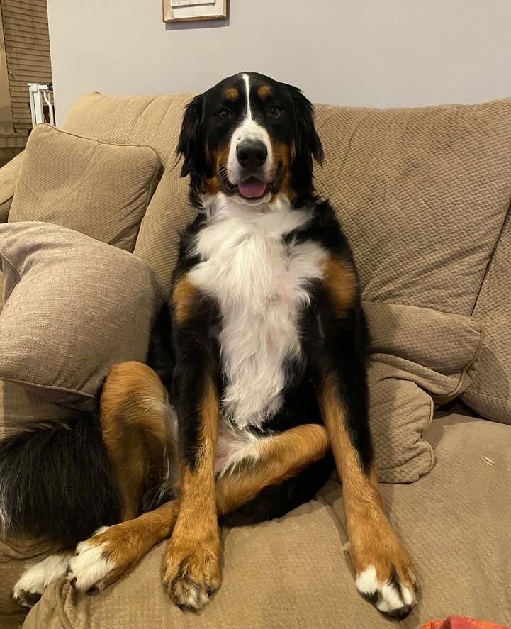 Enlarge Sadie, an adopted Bernese Mountain Dog in Landenberg, PA image 4/5