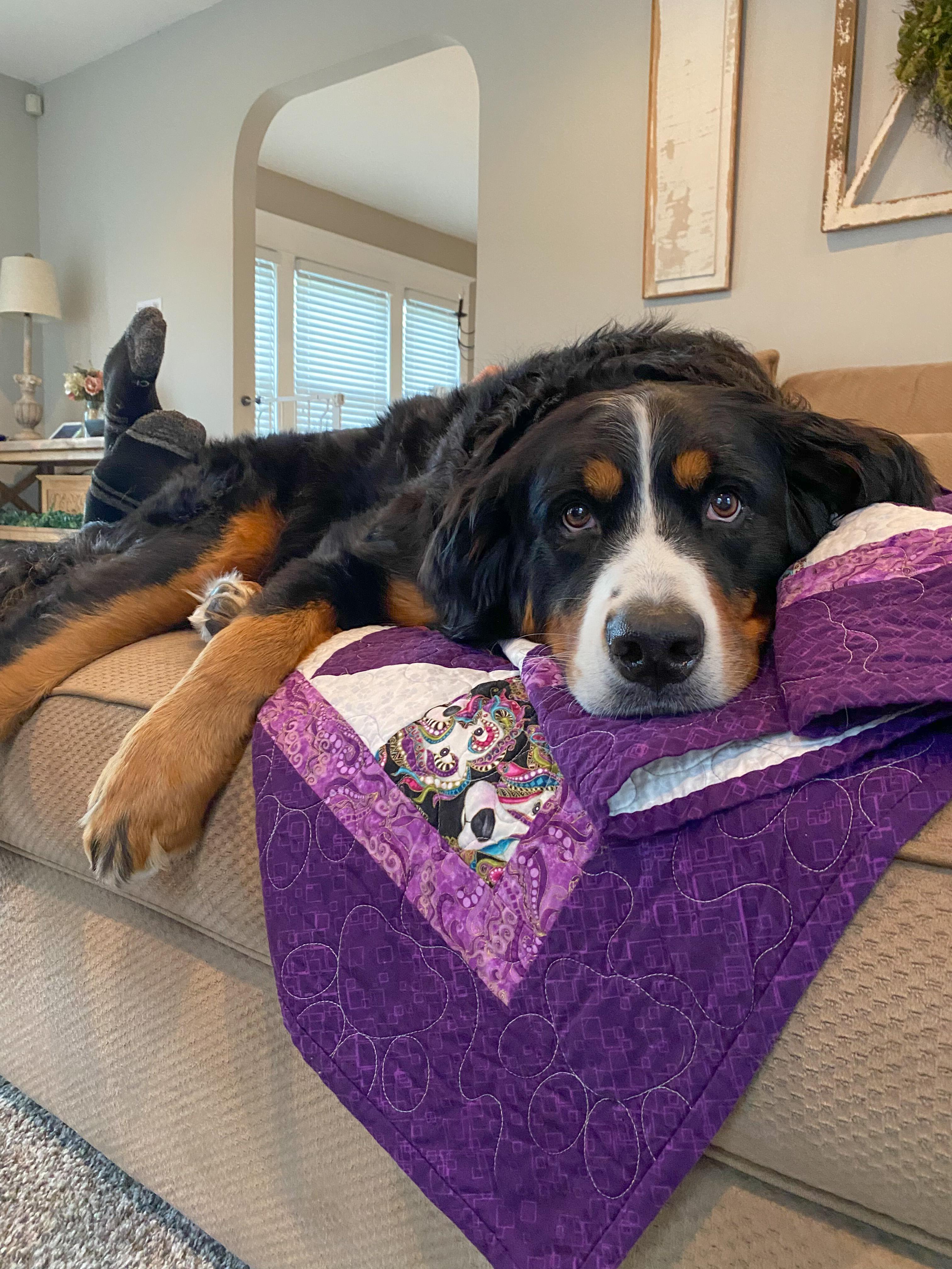 Enlarge Sadie, an adopted Bernese Mountain Dog in Landenberg, PA image 2/5