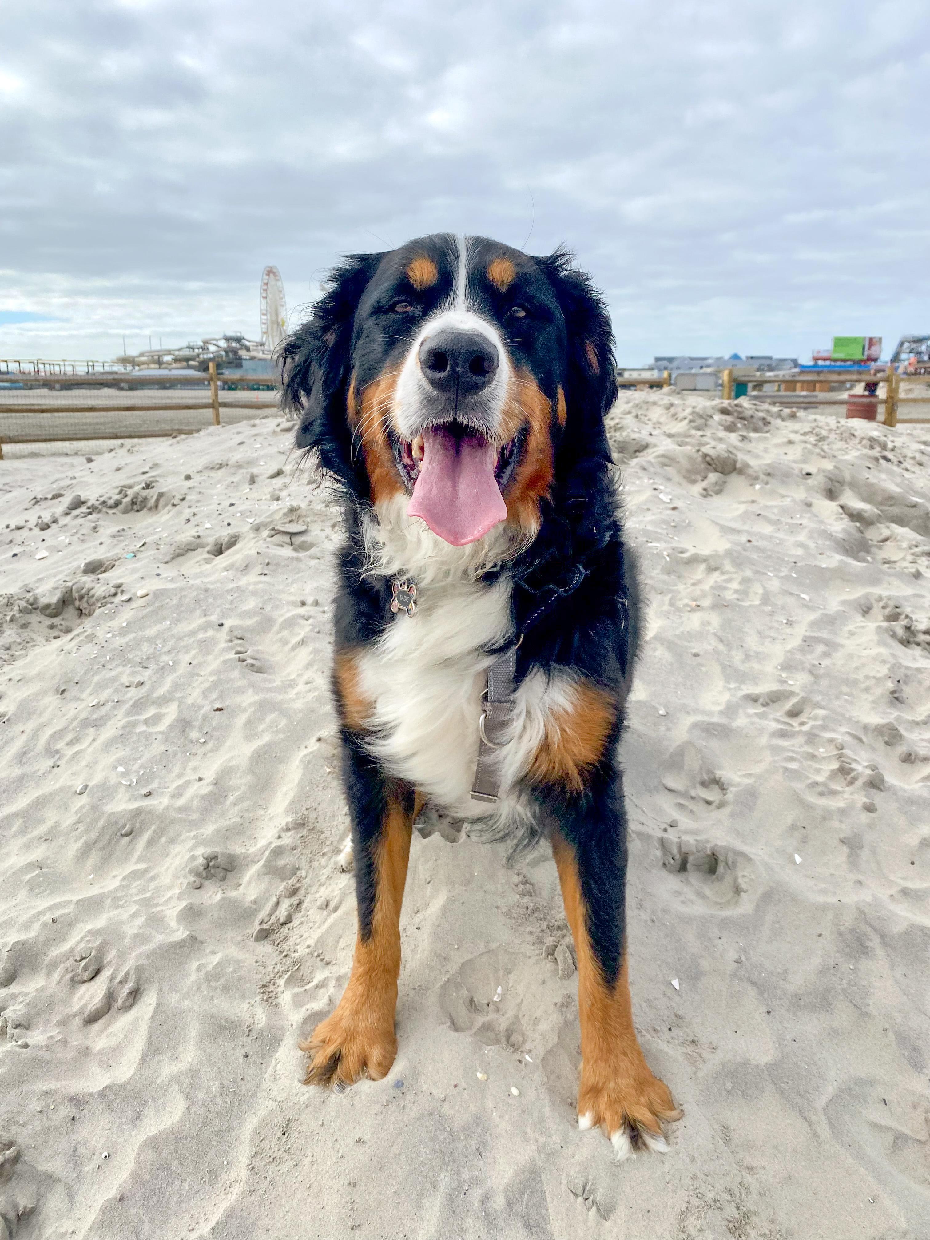Enlarge Sadie, an adopted Bernese Mountain Dog in Landenberg, PA image 1/5