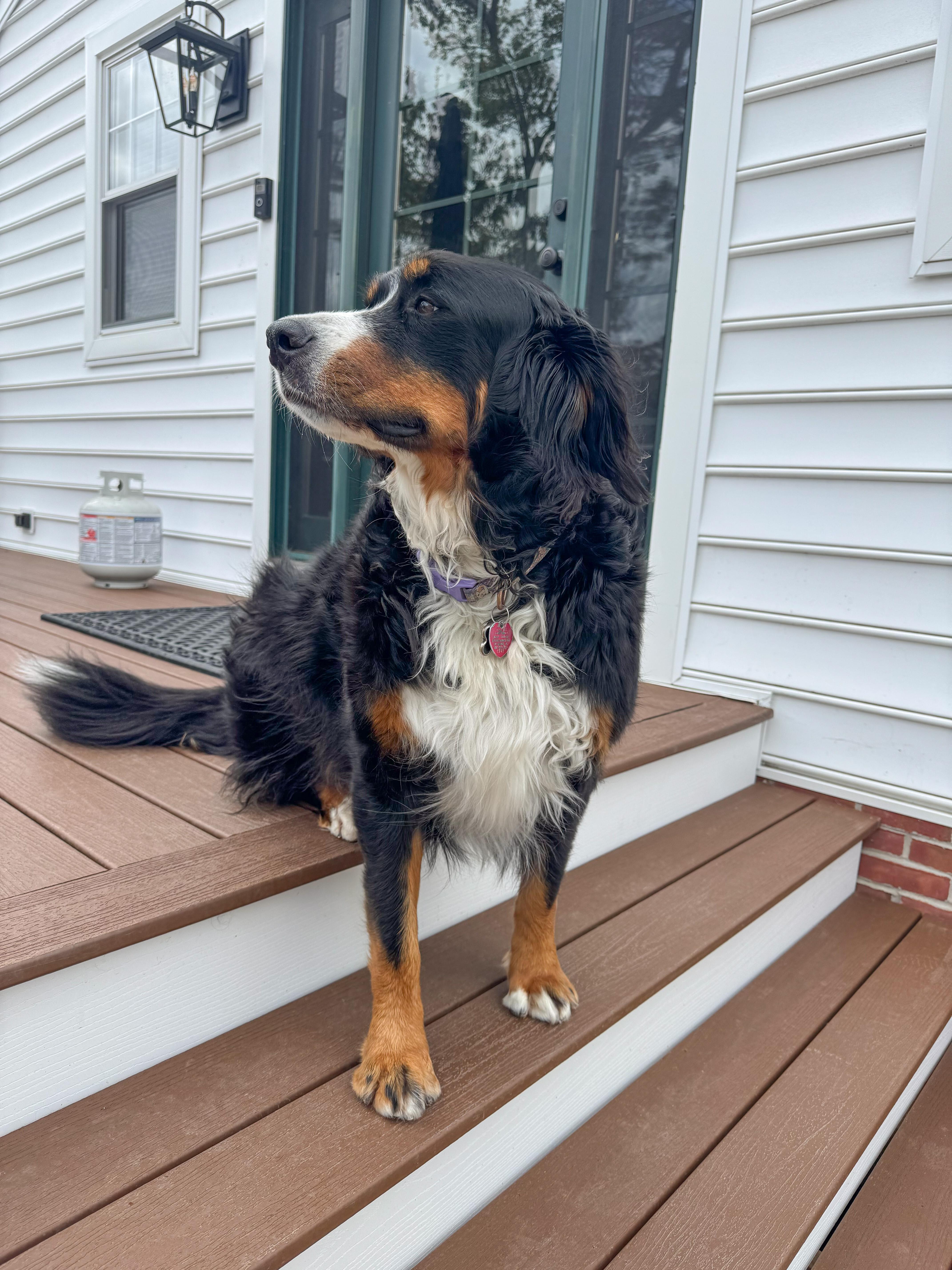 Enlarge Sadie, an adopted Bernese Mountain Dog in Landenberg, PA image 3/5