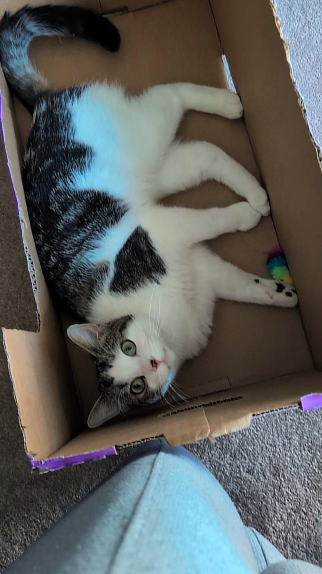 Enlarge Scout, an adopted Domestic Short Hair in Calgary, AB image 5/6