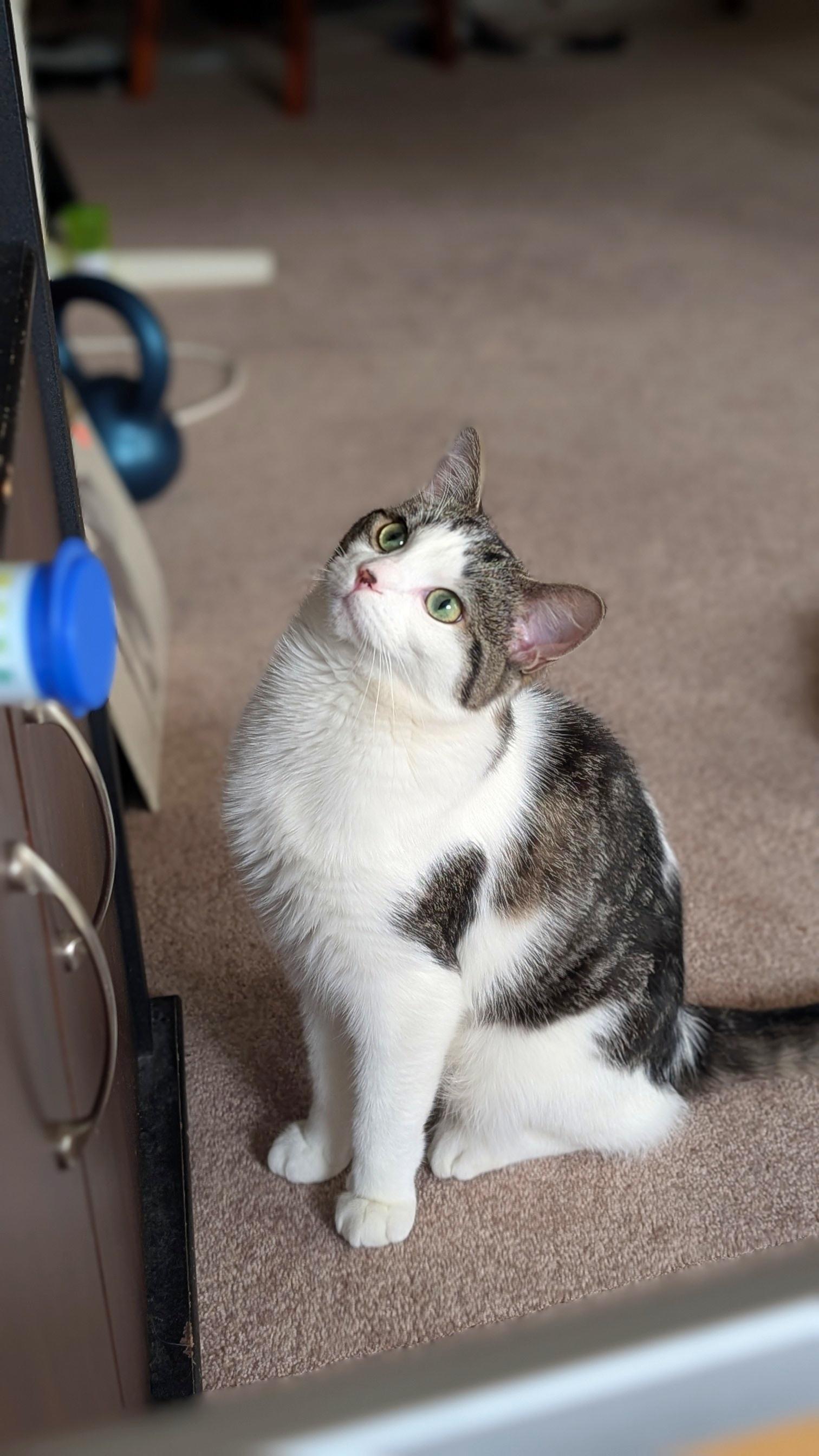 Enlarge Scout, an adopted Domestic Short Hair in Calgary, AB image 3/6