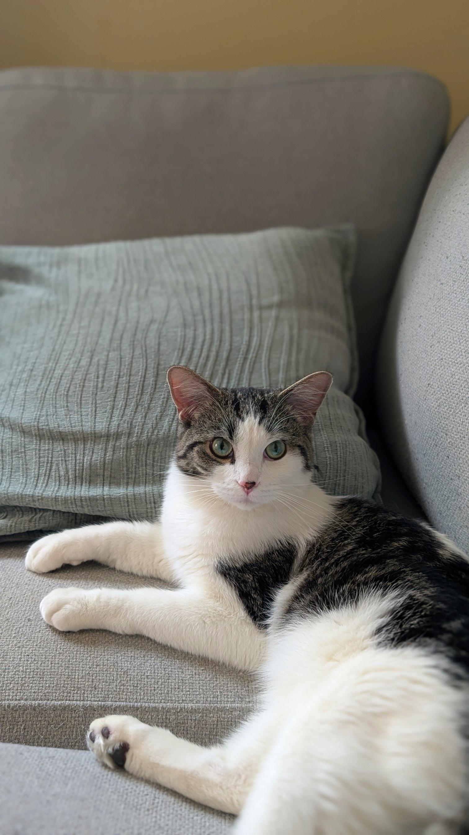 Enlarge Scout, an adopted Domestic Short Hair in Calgary, AB image 2/6