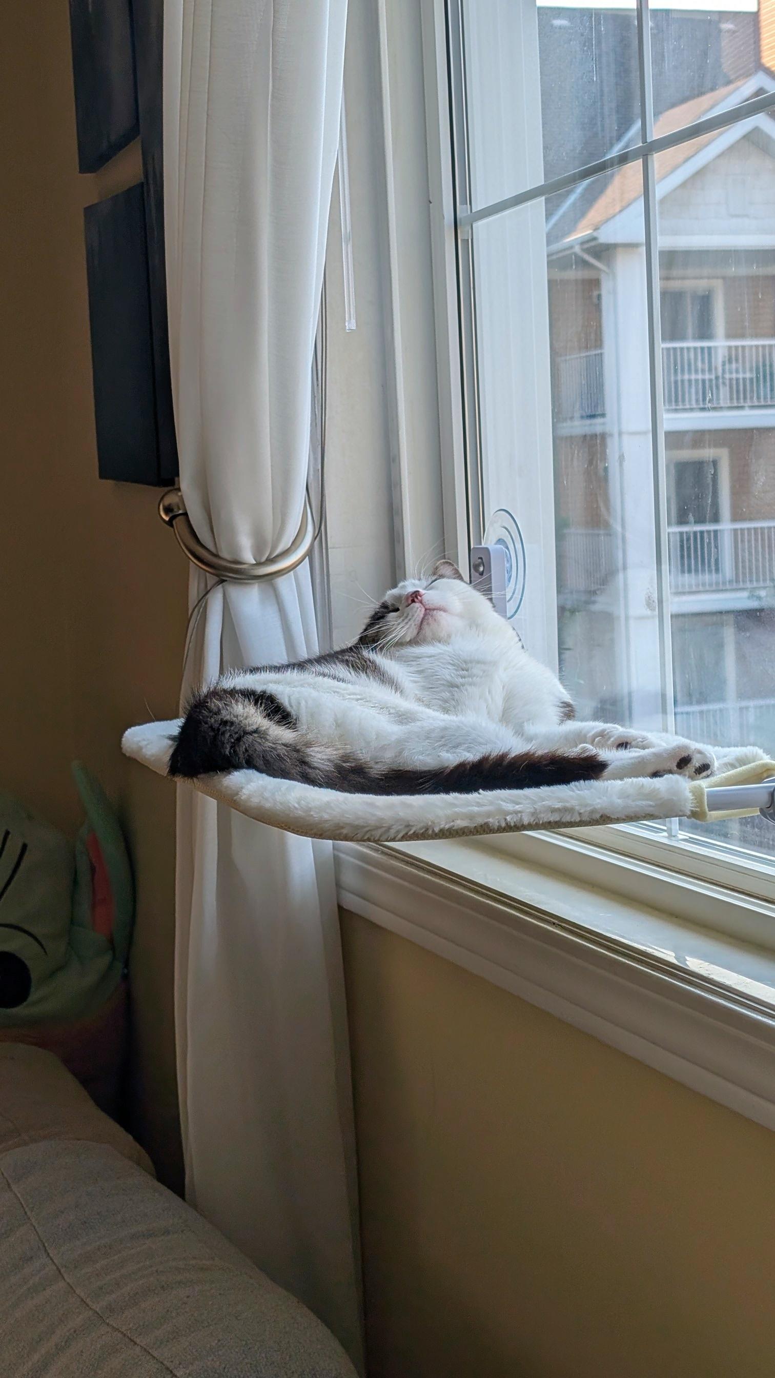 Enlarge Scout, an adopted Domestic Short Hair in Calgary, AB image 6/6
