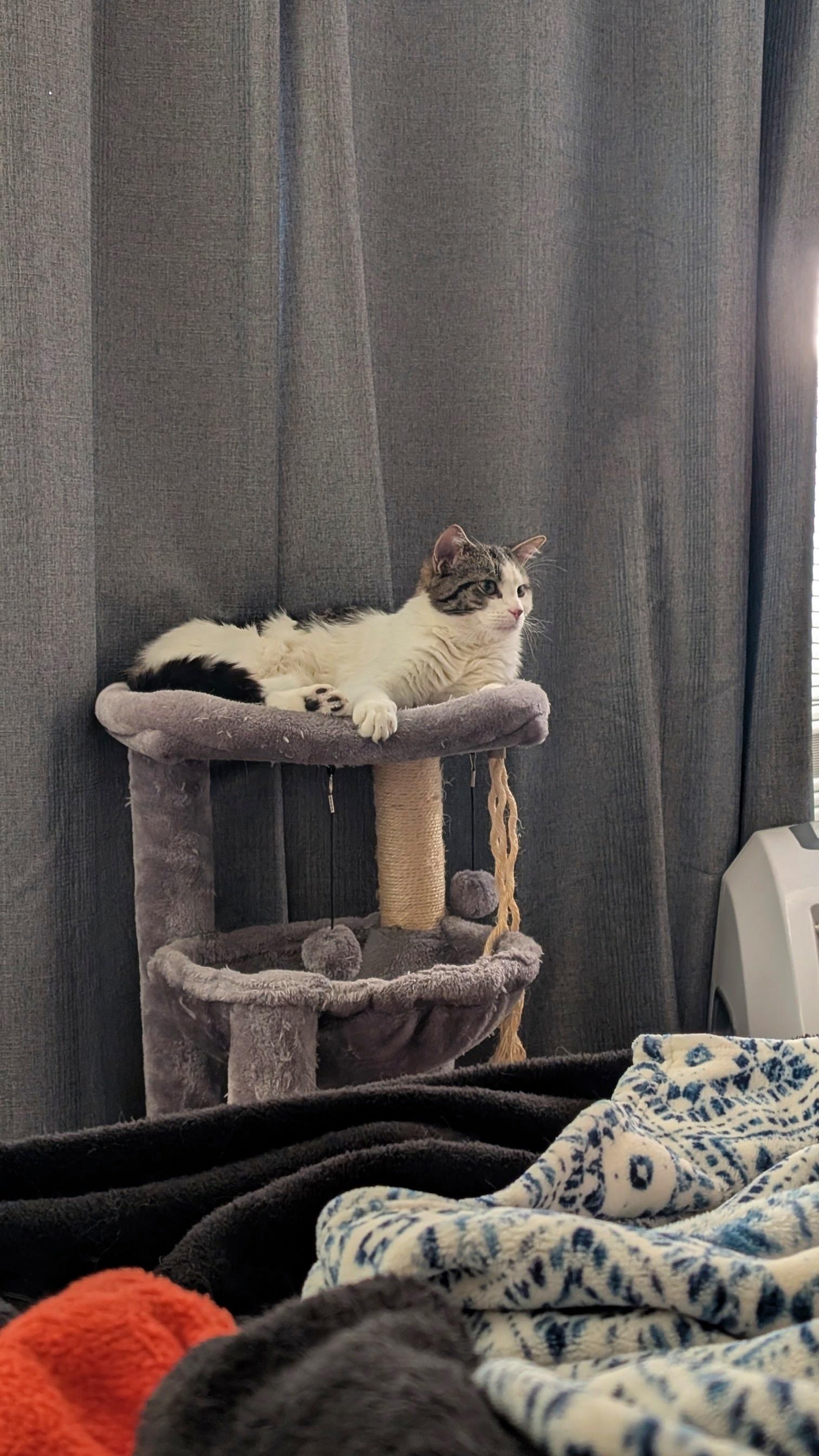 Enlarge Scout, an adopted Domestic Short Hair in Calgary, AB image 4/6