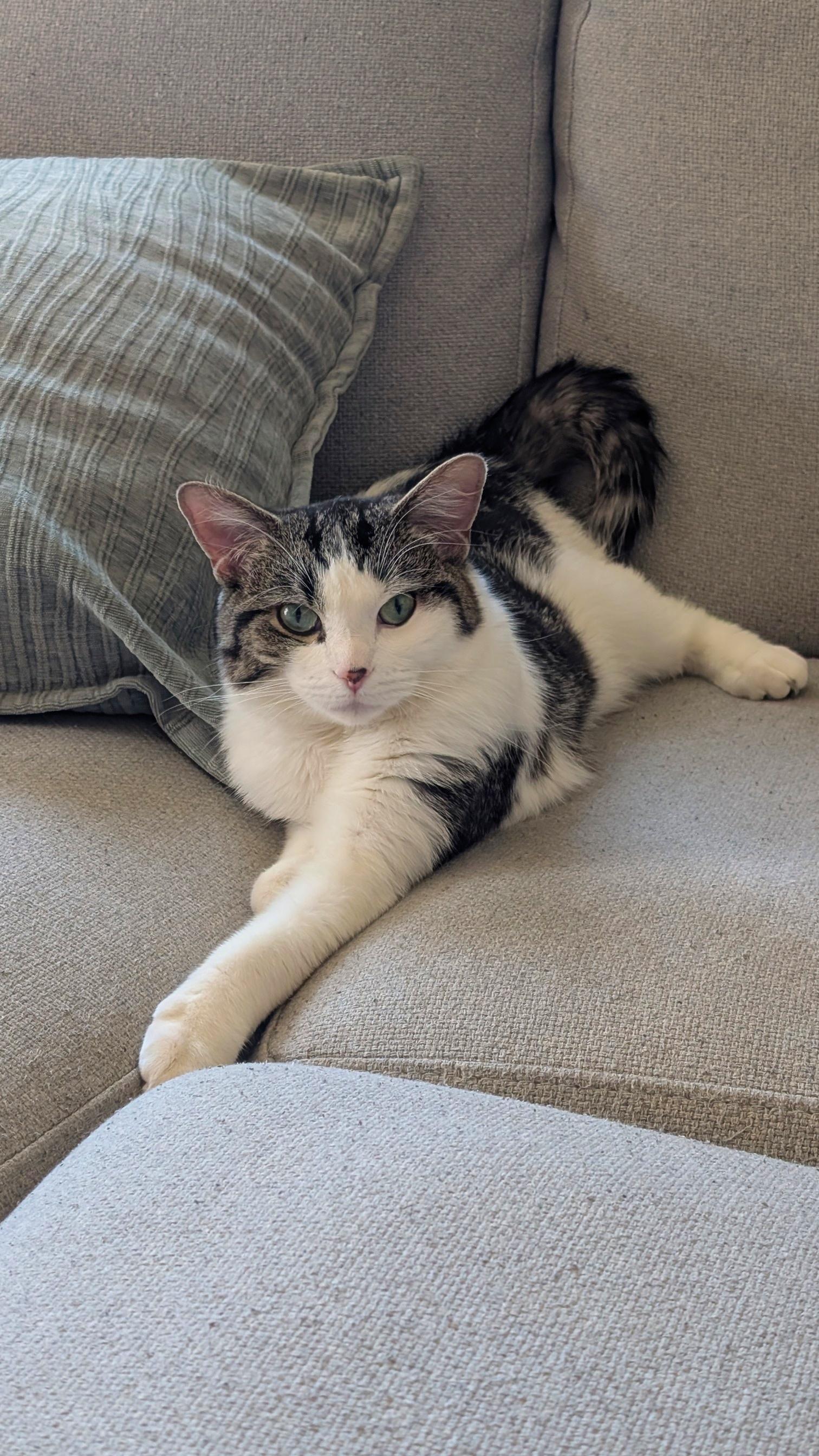 Scout, adopted, Adult Male Domestic Short Hair.