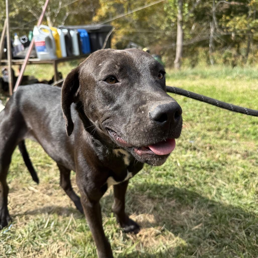 Adult Female 3, Adoptable, Adult Female Mixed Breed.