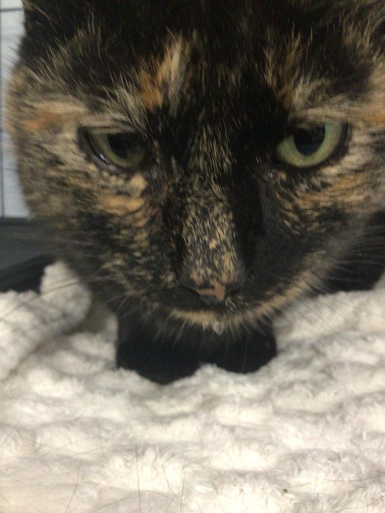 Stuffing, Adoptable, Adult Female Domestic Short Hair.