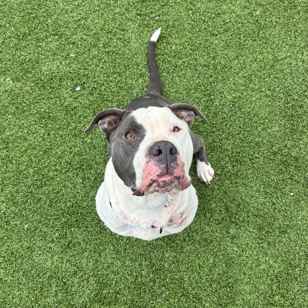 Aurora, Adoptable, Adult Female American Bulldog.