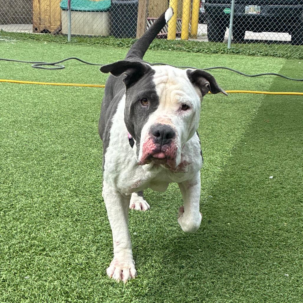 Enlarge Aurora, a Adoptable American Bulldog in Batavia, OH image 2/6