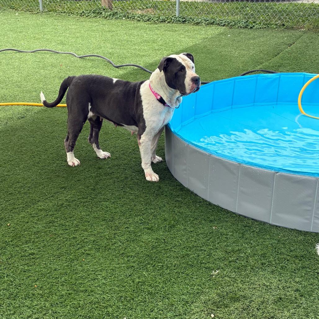 Enlarge Aurora, a Adoptable American Bulldog in Batavia, OH image 3/6