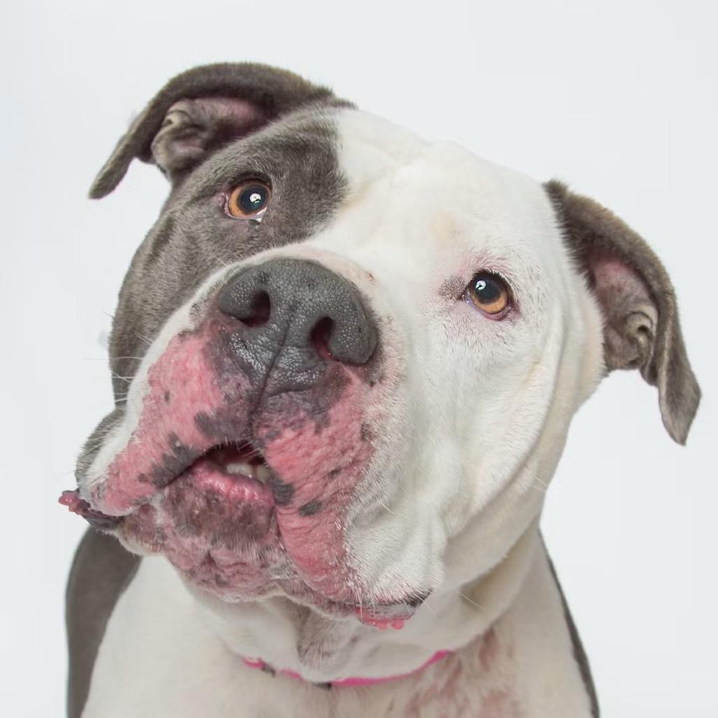 Enlarge Aurora, a Adoptable American Bulldog in Batavia, OH image 4/6