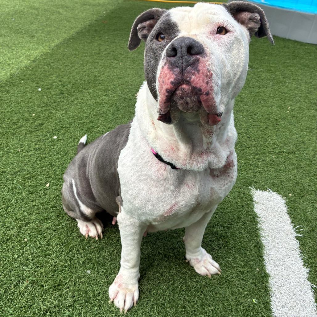 Enlarge Aurora, a Adoptable American Bulldog in Batavia, OH image 5/6